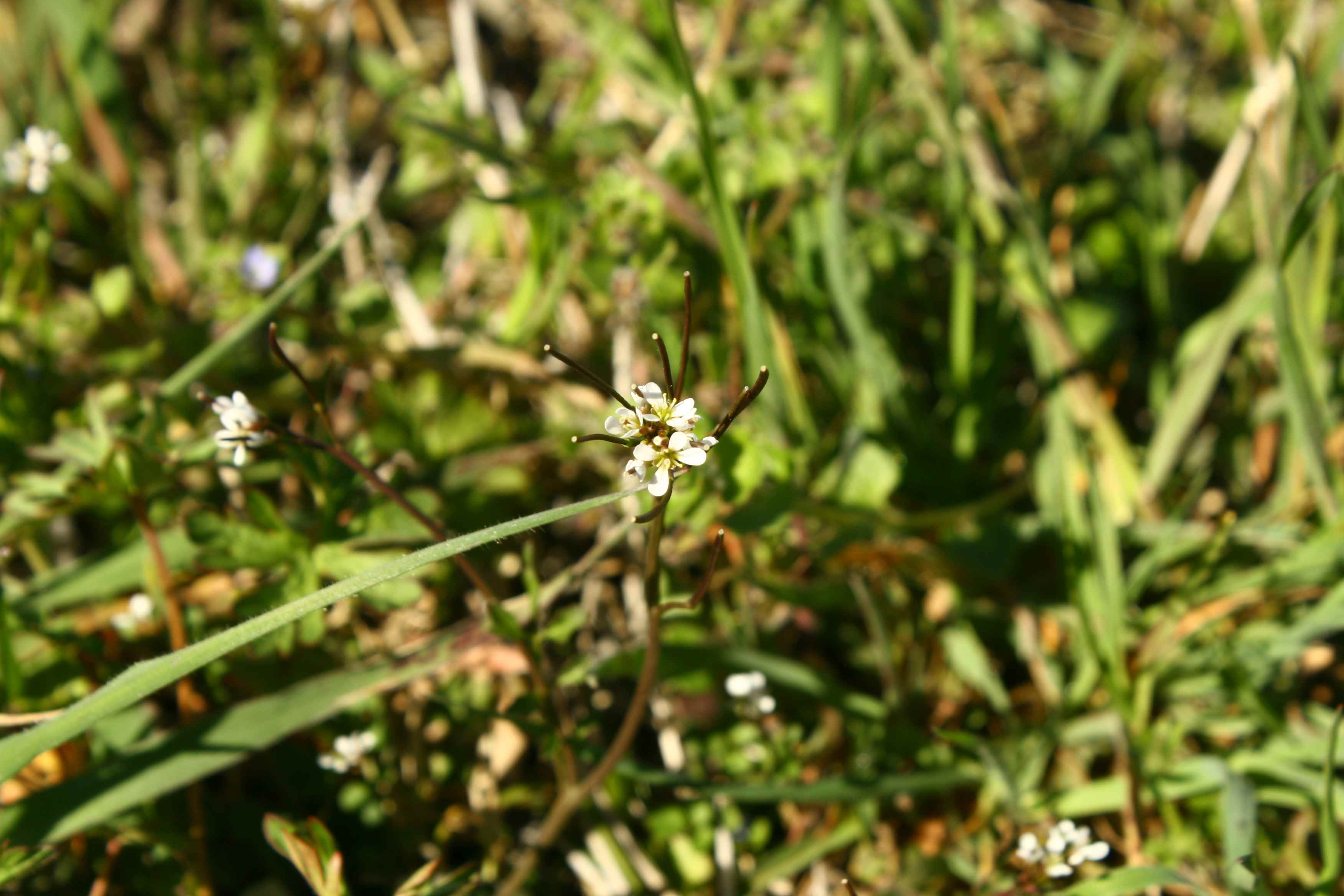 Ravenna : Diplotaxis erucoides